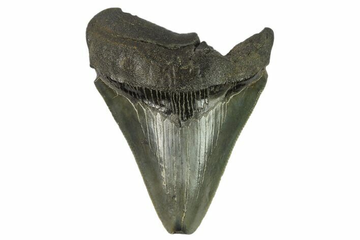 Serrated, Fossil Megalodon Tooth - South Carolina #124191